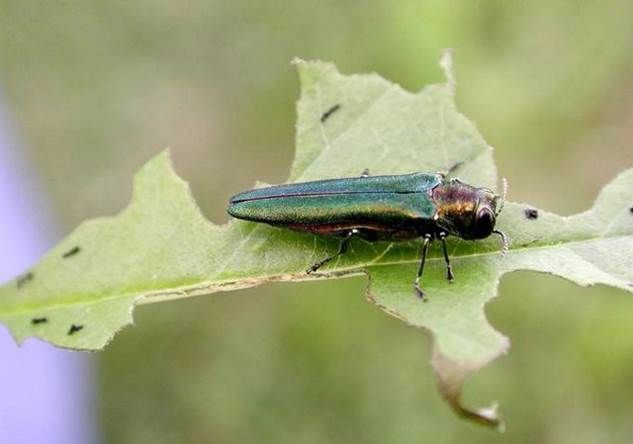 an emerald ash borer sitting on top of a leaf.