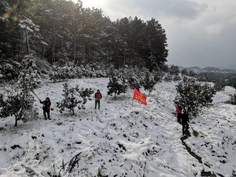 图为坳上林场党员突击队清理金兰柚果树积雪。