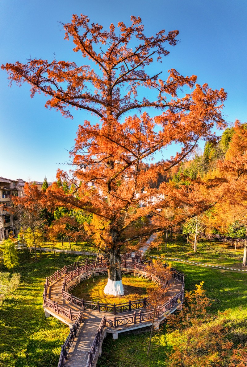 3湖北利川水杉