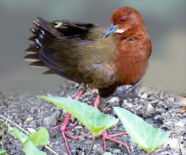 红胸田鸡